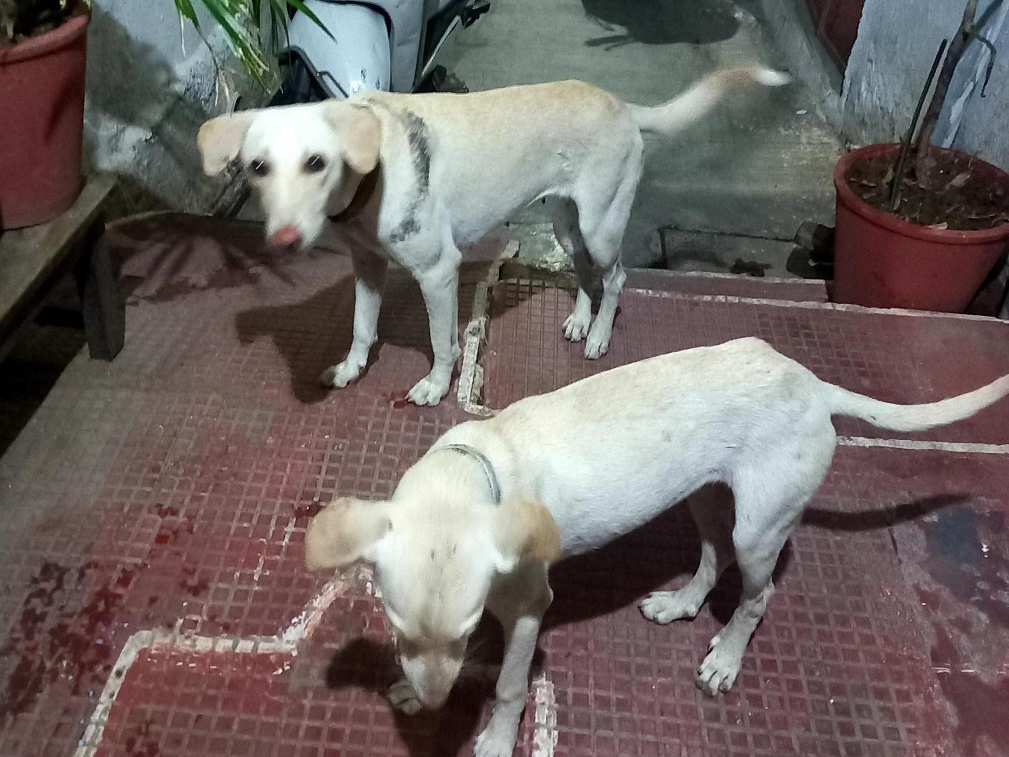 Nandini Paying Guest House Udaipur Ngoại thất bức ảnh